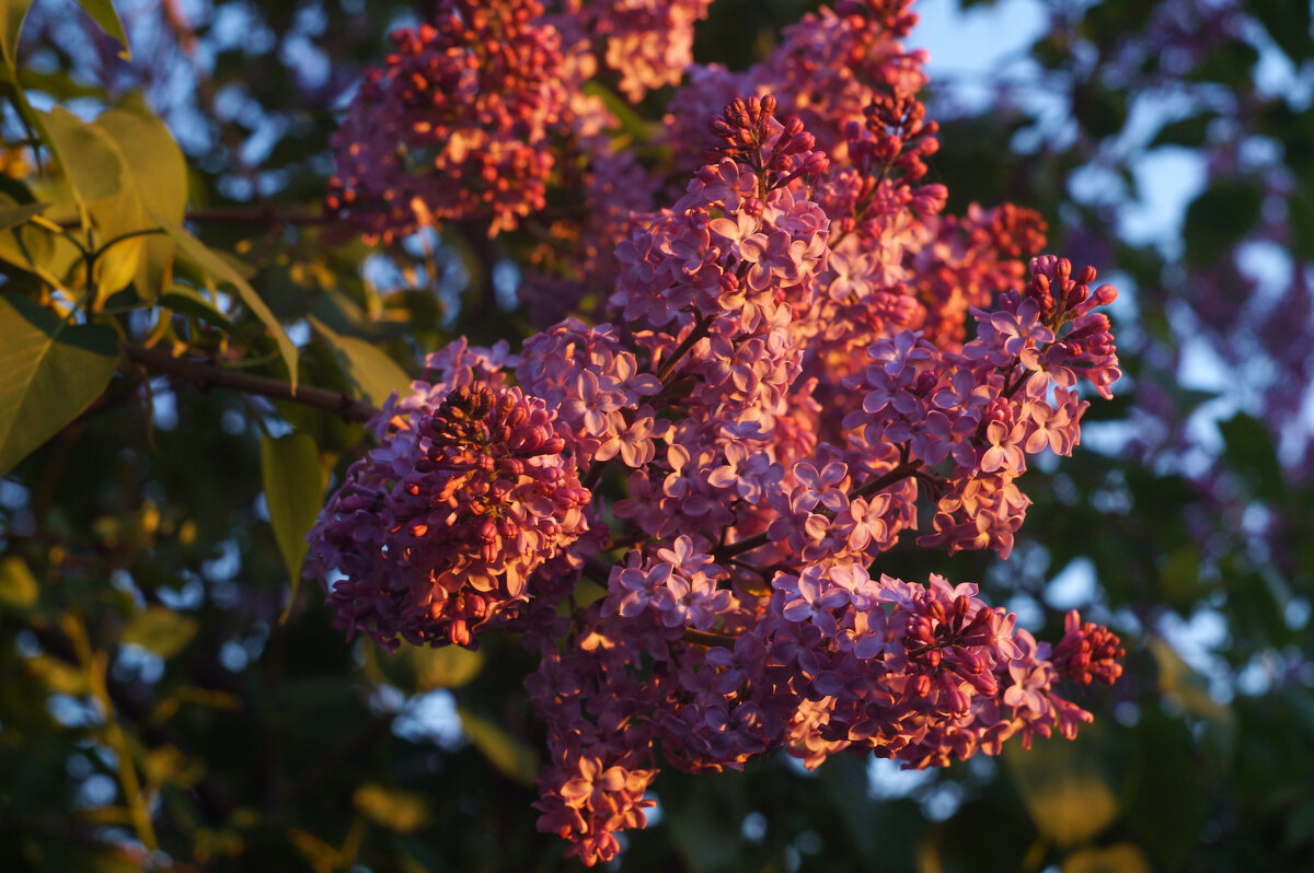 Сирень расцветает - Сергей Ц