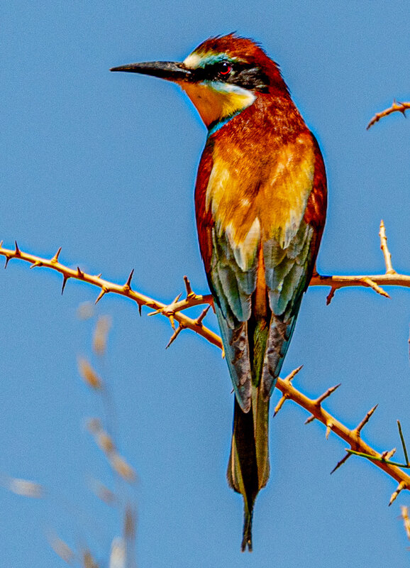 Золотистая щурка - Адик Гольдфарб