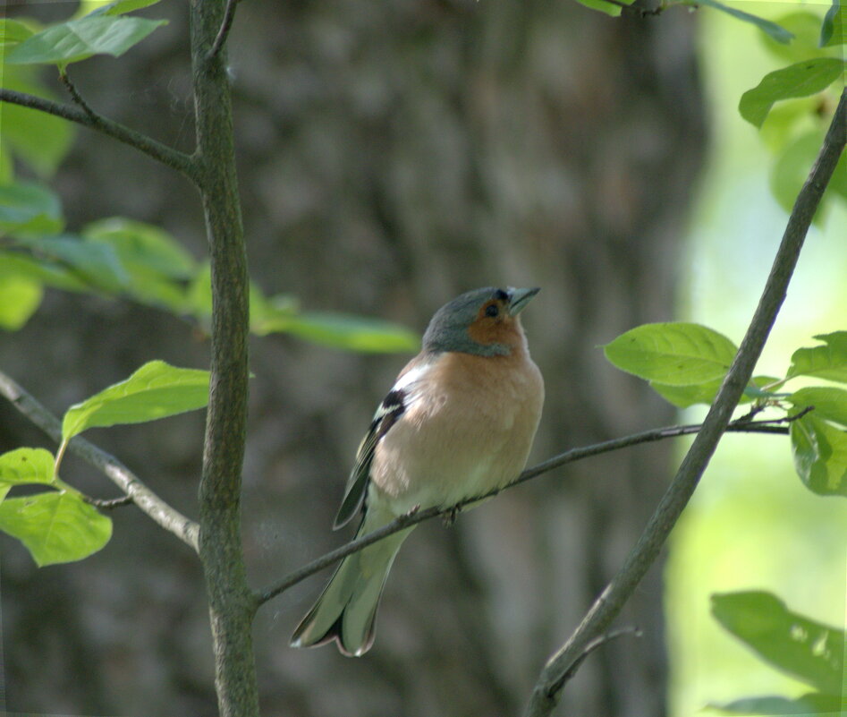 зяблик - Сергей Владимирович Егоров