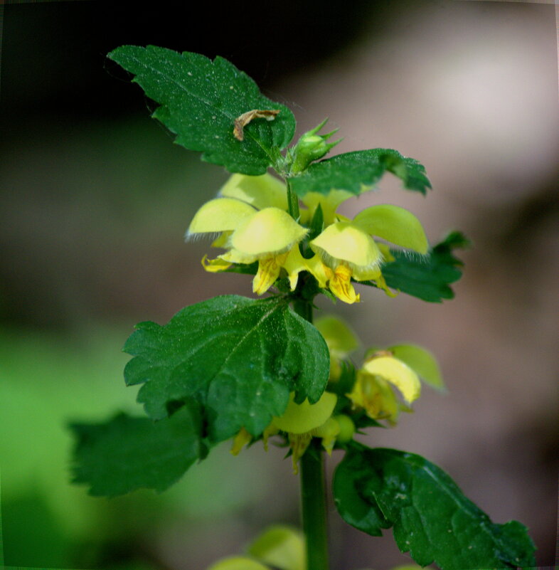 яснотка ("глухая крапива") - Сергей Владимирович Егоров яснотка ("глухая крапива") - Сергей Владимирович Егоров