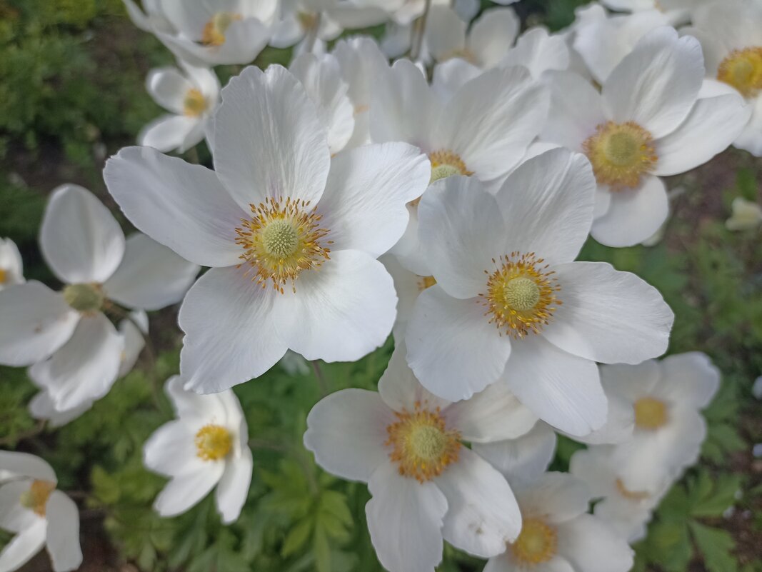 Весна в разгаре - Pippa 