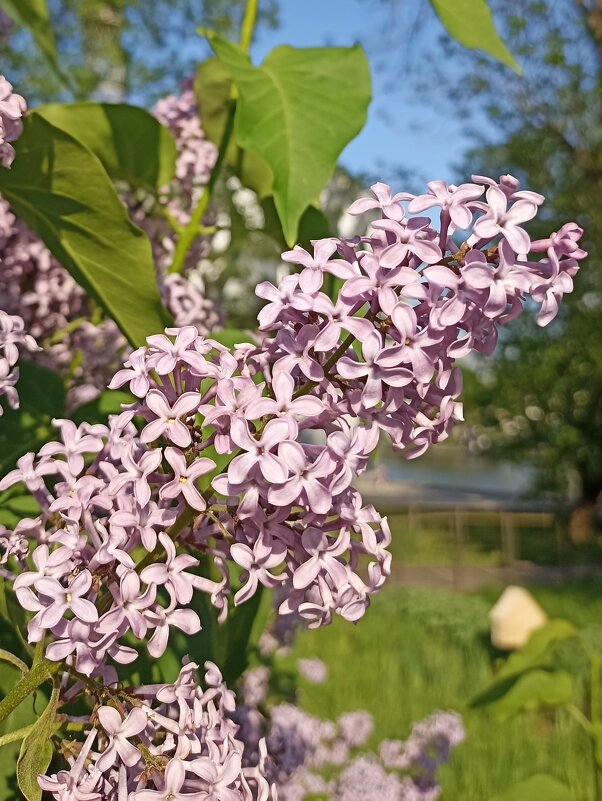 Весна в разгаре - Pippa 