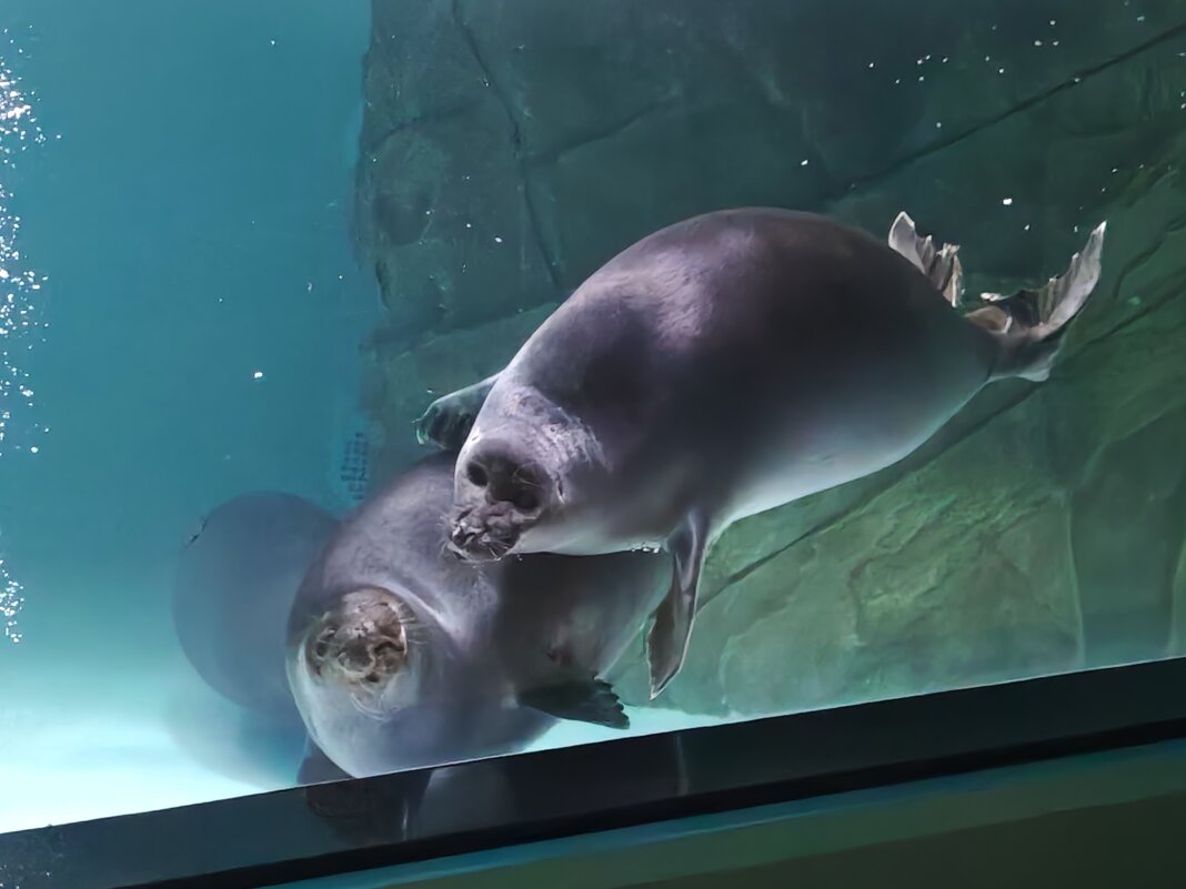 В Москвариуме - байкальская нерпа - <<< Наташа >>> В Москвариуме - байкальская нерпа - <<< Наташа >>>