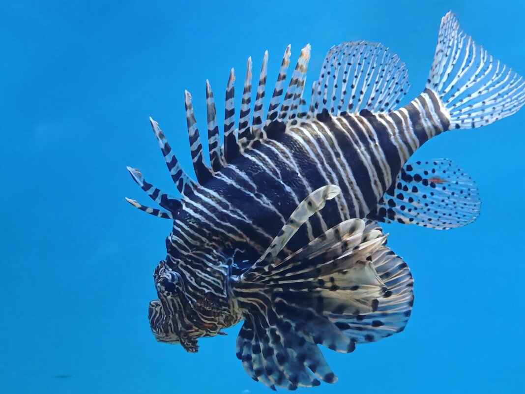 В Москвариуме - крылатка-зебра - <<< Наташа >>> В Москвариуме - крылатка-зебра - <<< Наташа >>>