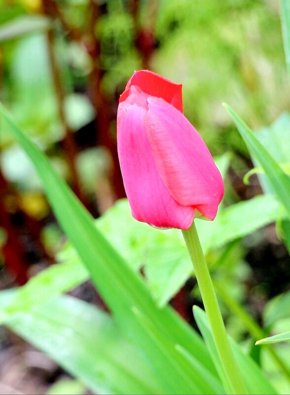 Цветочное настроение - Наталья Герасимова