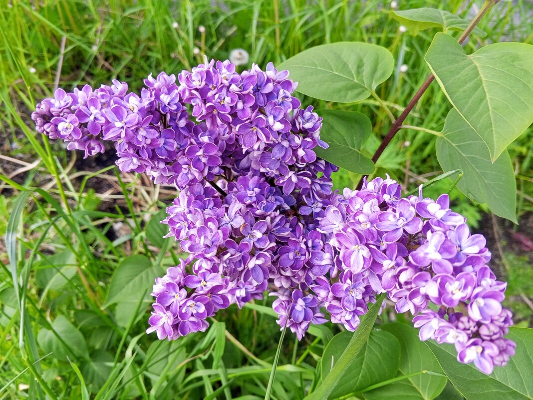 Сирень - Сапсан 