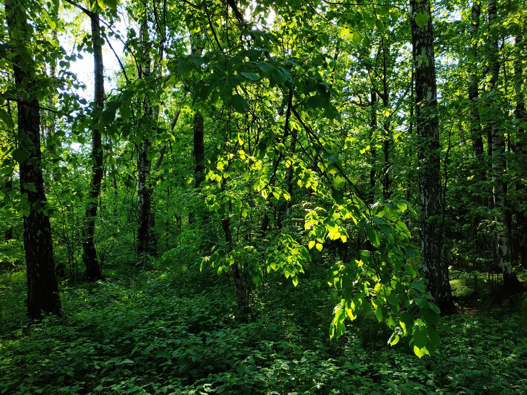 Самый теплый день в этом году - Андрей Лукьянов
