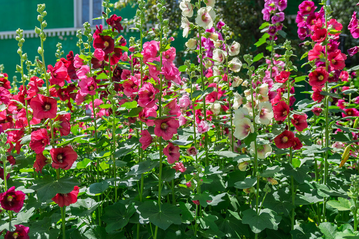 *** - Виктор Иванович Чернюк