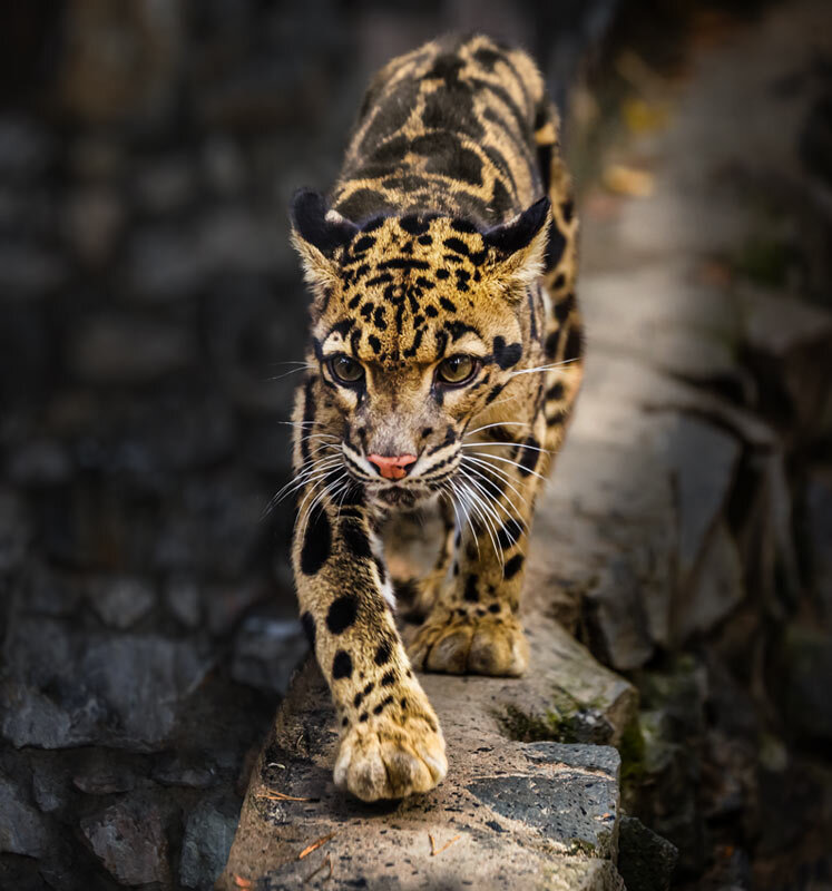 Дымчатый леопард - SanSan 