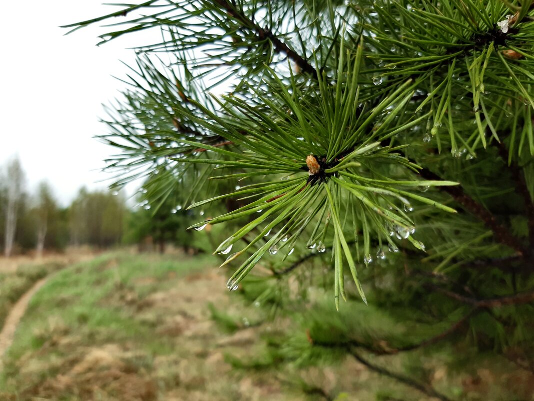 Весна идёт, весне дорогу! - Галина Минчук