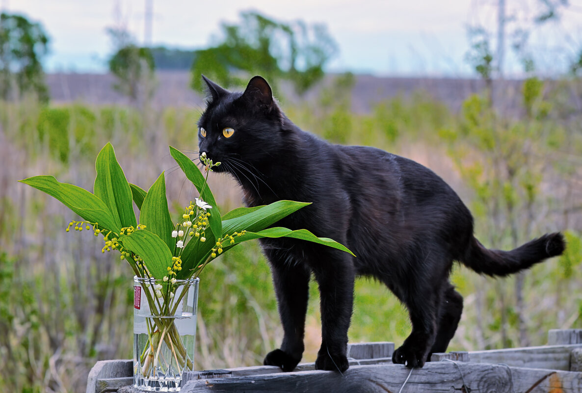 Уголёк с ландышами ... - Евгений Хвальчев Уголёк с ландышами ... - Евгений Хвальчев