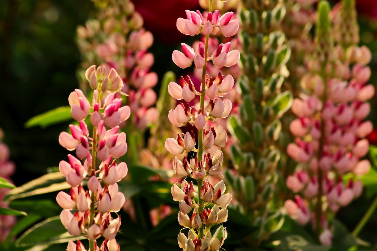 Доброе утро - Юрий. Шмаков Доброе утро - Юрий. Шмаков