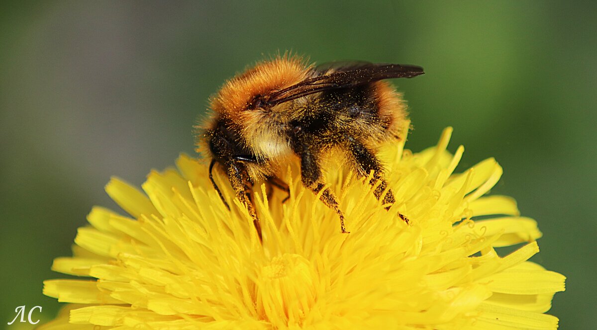 За трапезой - Любовь Сахарова