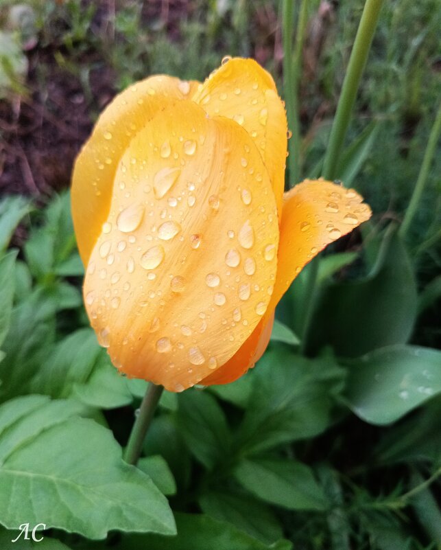 После дождя - Любовь Сахарова