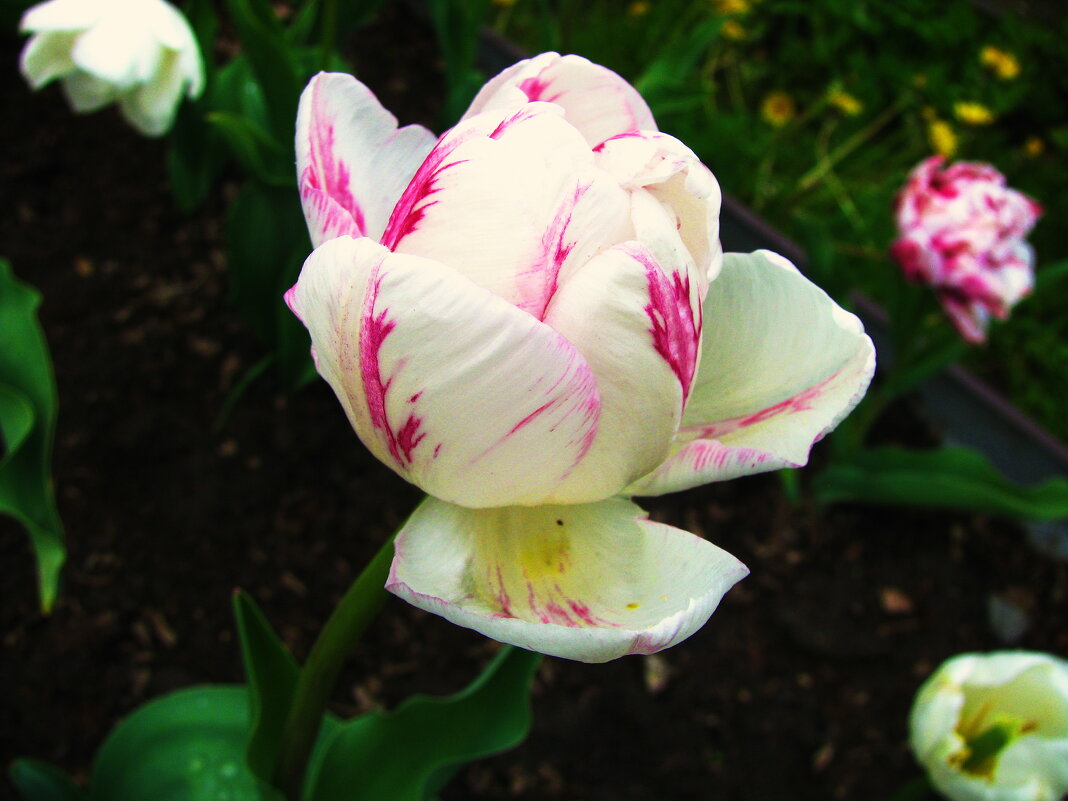 Пёстрый красавец - Людмила Смородинская