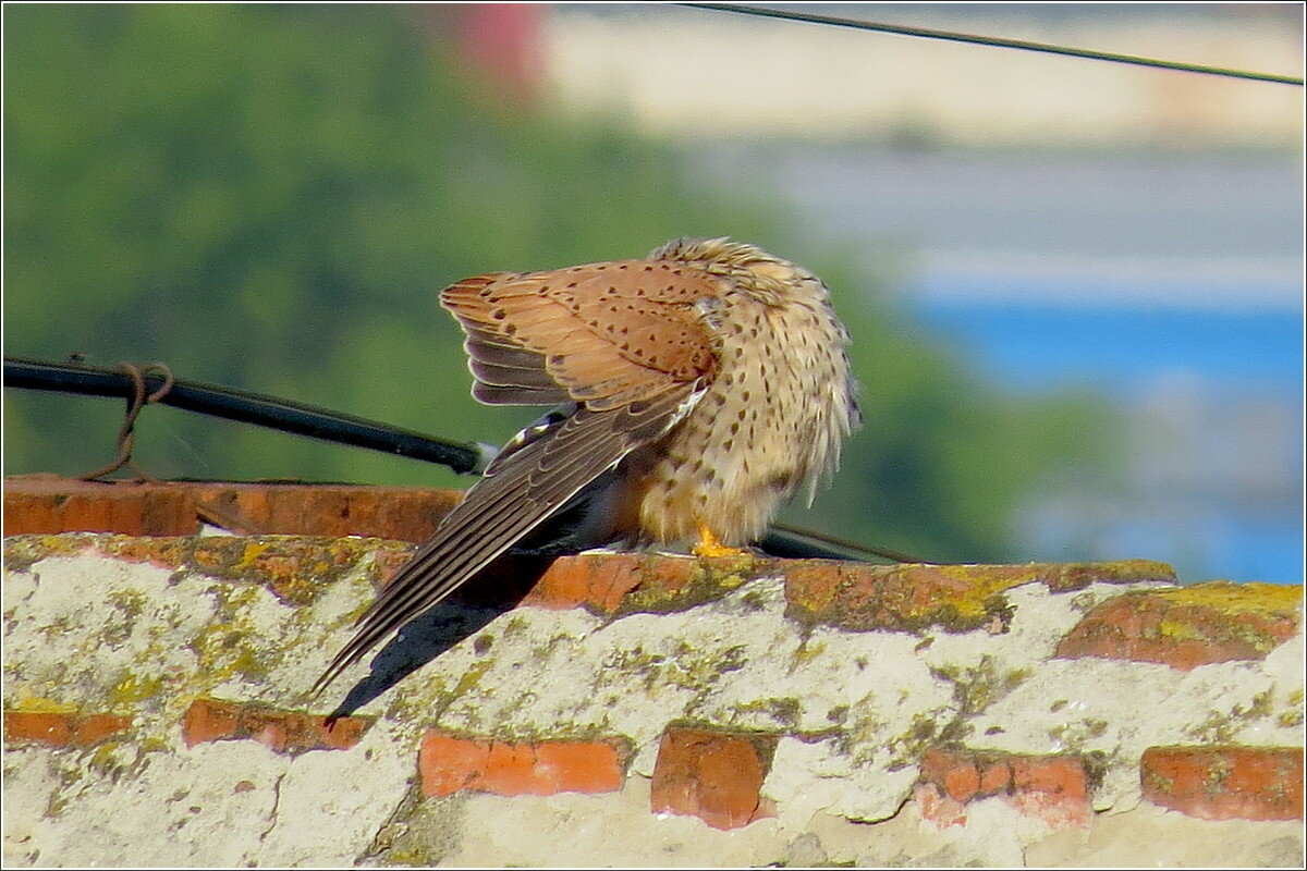 Чик-чик , Я в домике - Сеня Белгородский Чик-чик , Я в домике - Сеня Белгородский