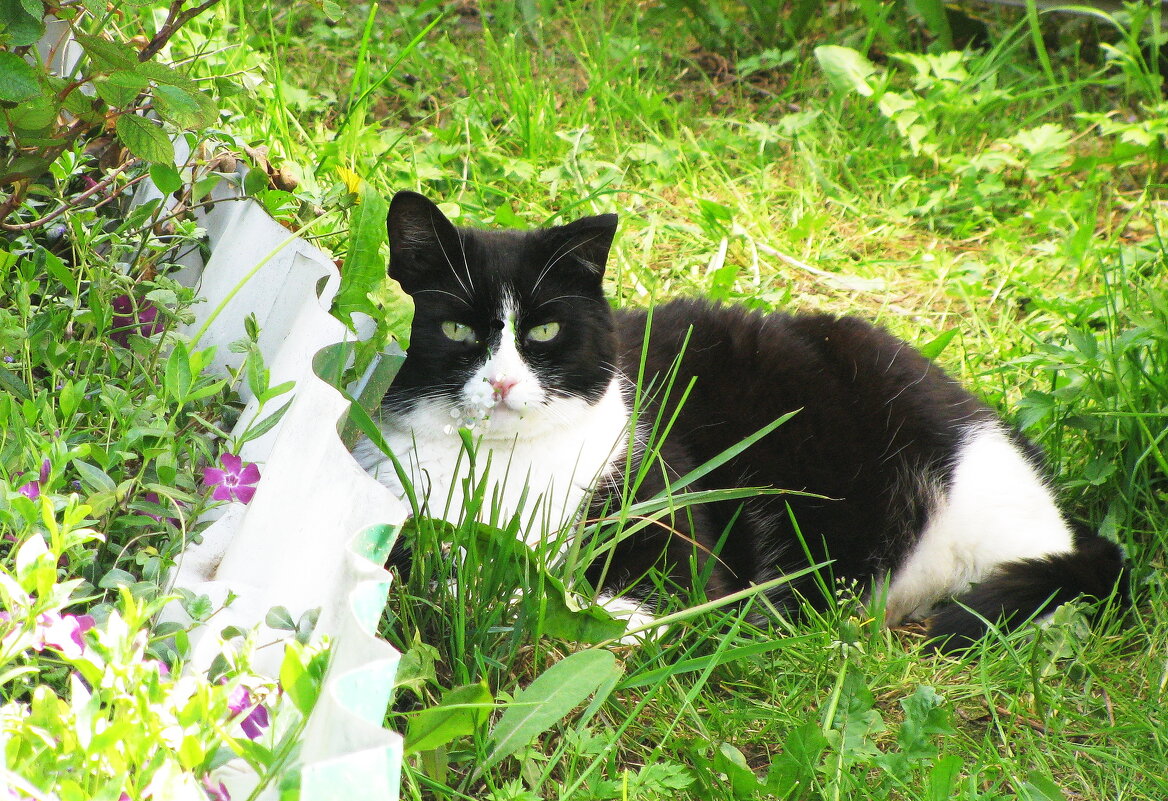Прячется от солнышка - Людмила Смородинская