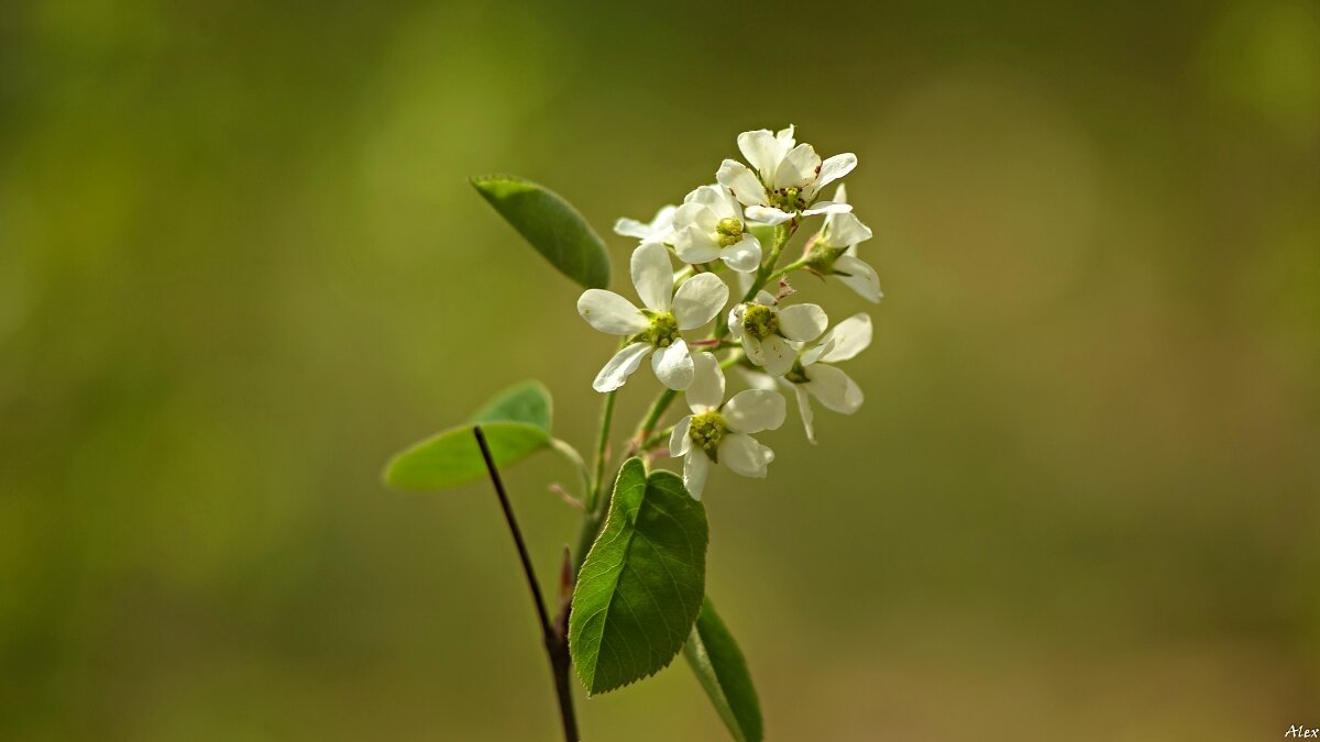 3826 - Alex . 3826 - Alex .