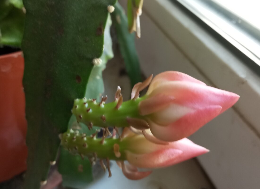 Расцветает.. - Елена Семигина Расцветает.. - Елена Семигина