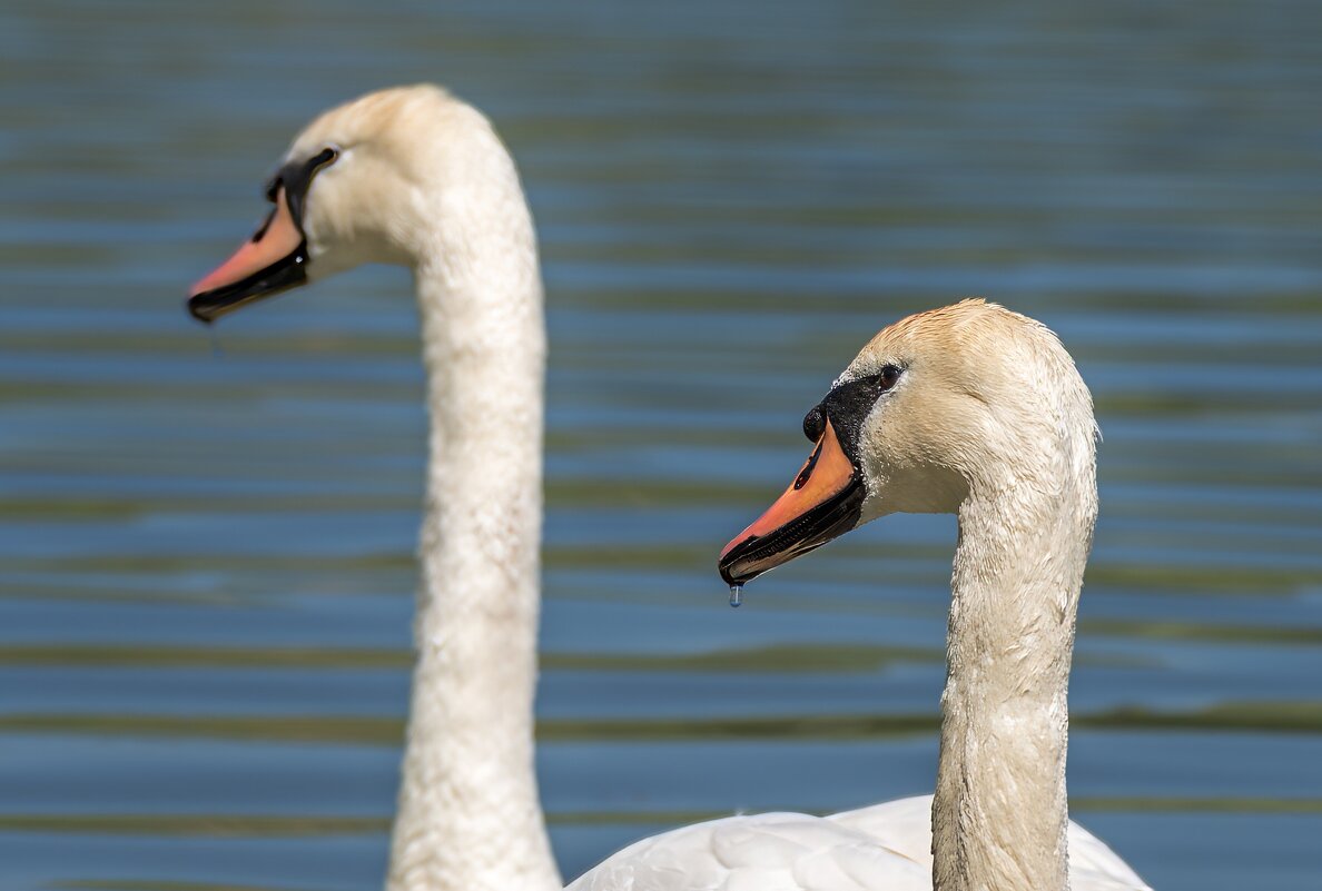Лебеди - Игорь Сикорский