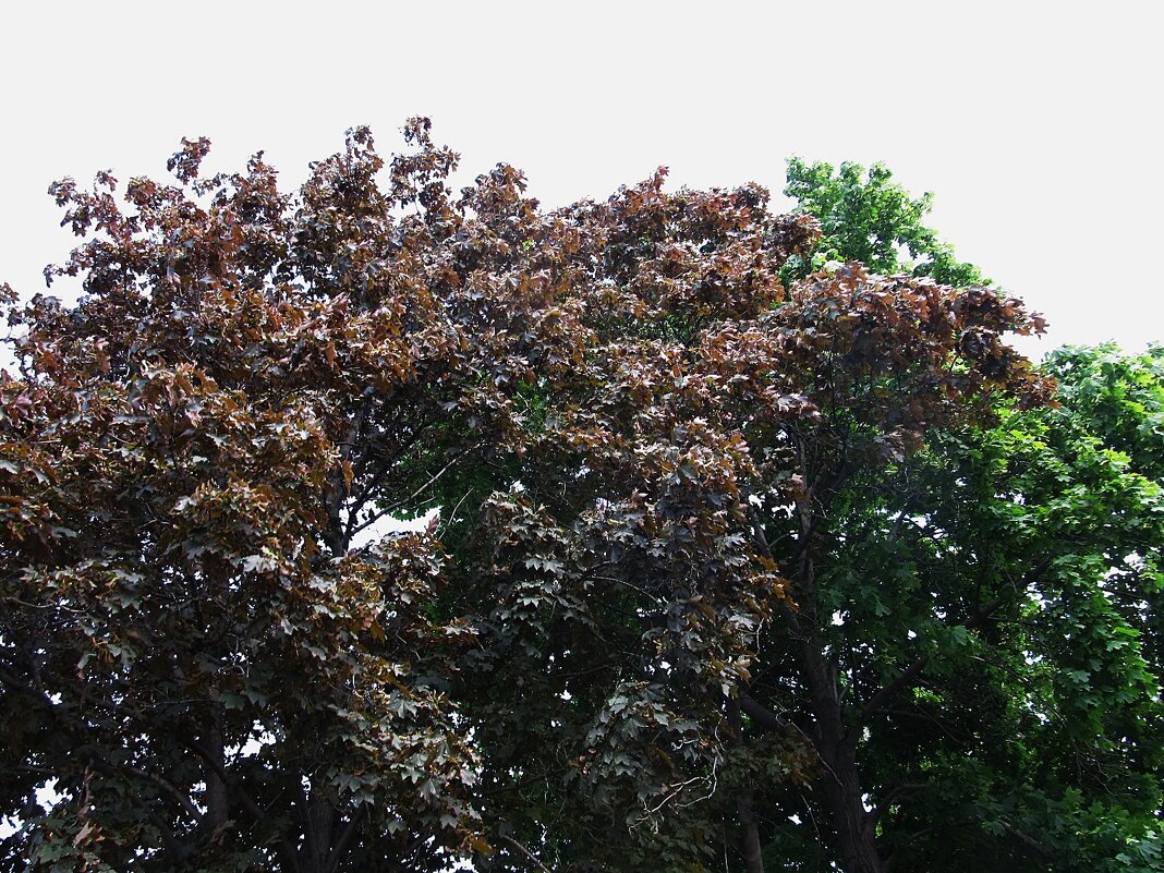 майские краски - Елена Шаламова