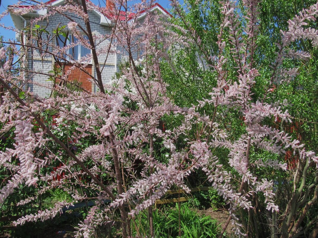 розовый май - Елена Шаламова