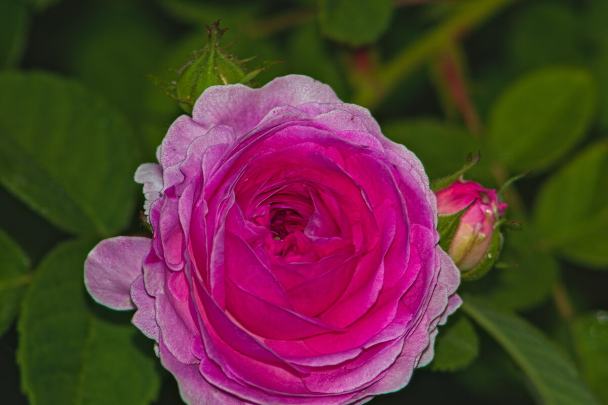 розовая роза - Giant Tao /