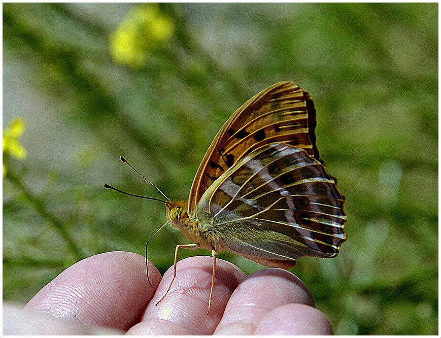 ....с Перломутровкой ... - Aleksandr Gal ....с Перломутровкой ... - Aleksandr Gal