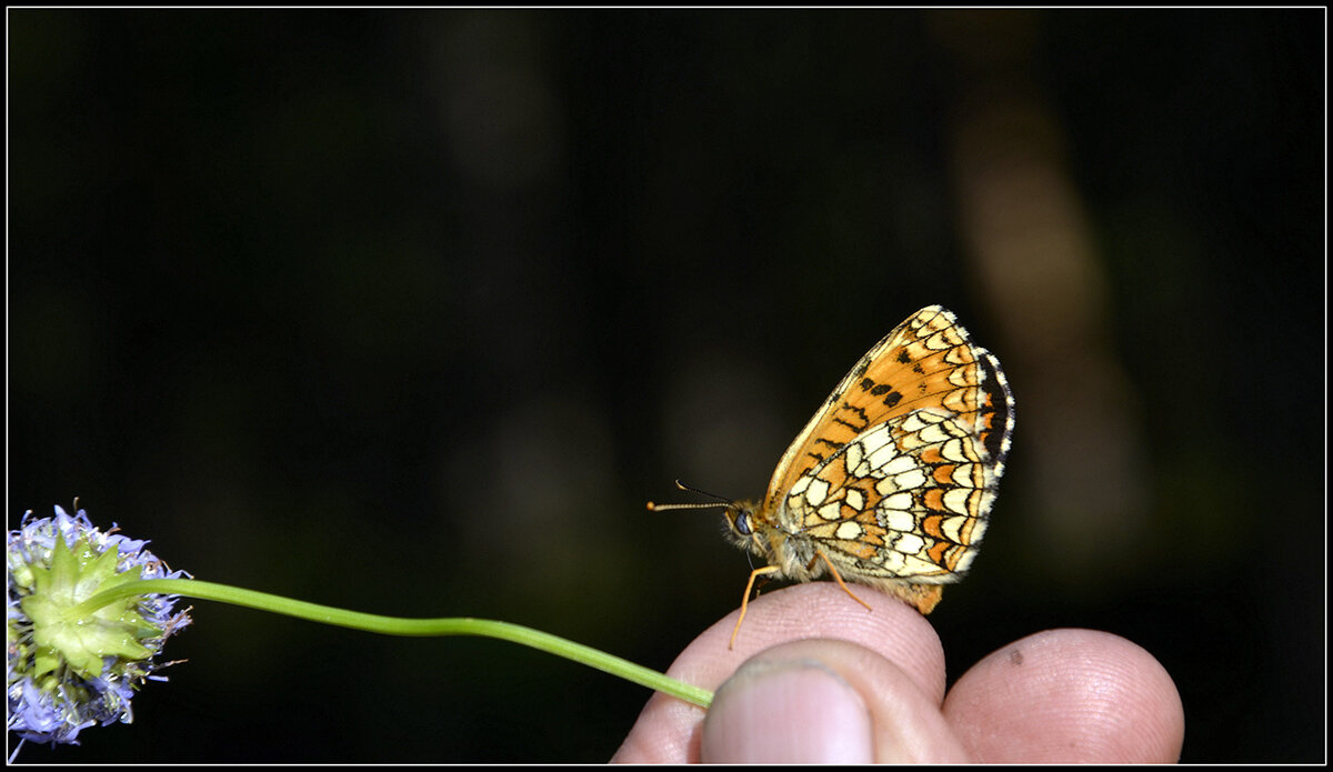 ...с шашешницей.. - Aleksandr Gal