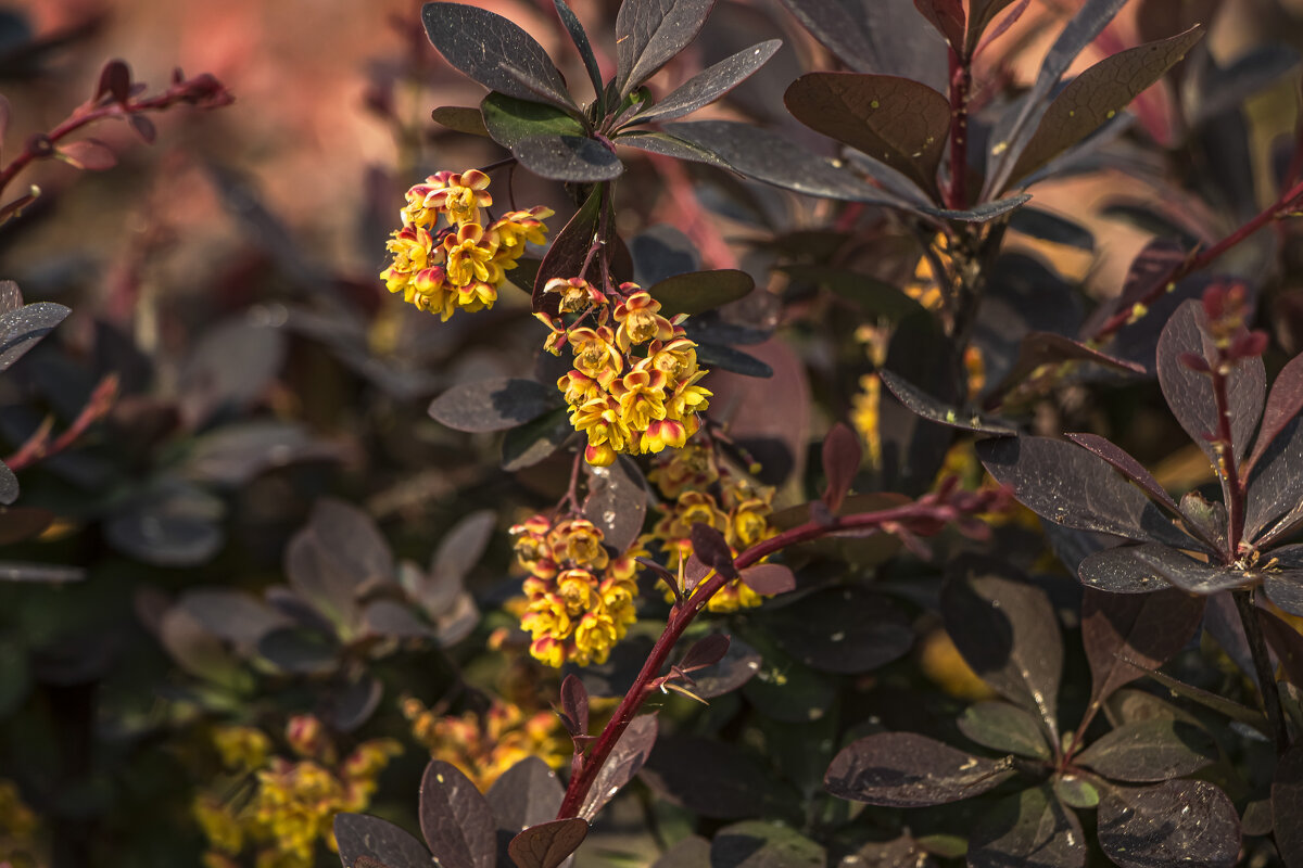 Месяц май. - Петр Беляков Месяц май. - Петр Беляков