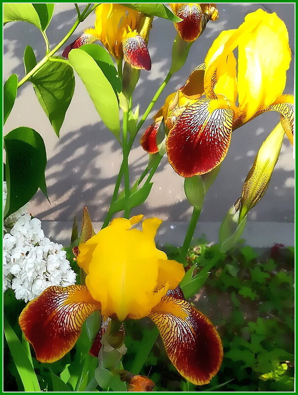 "Цветы — это лучи солнца на земле." - Ольга Довженко