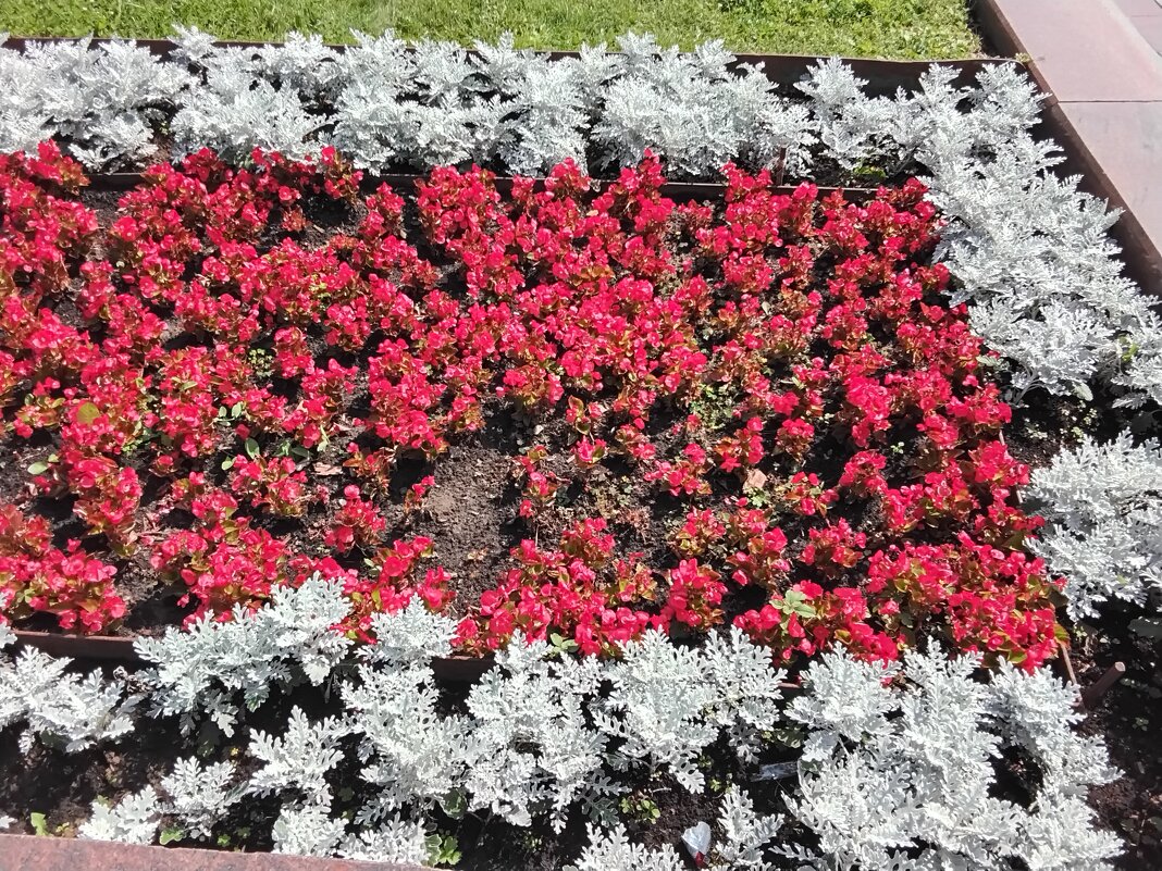 Цветник на Театральной - Дмитрий Никитин Цветник на Театральной - Дмитрий Никитин