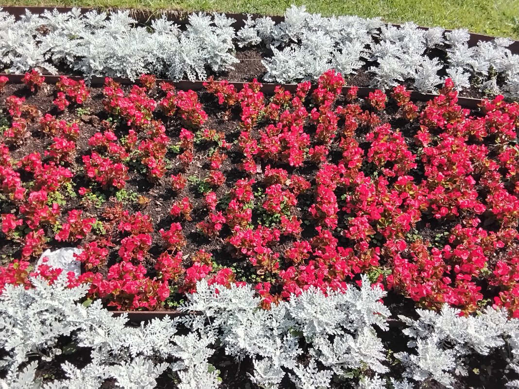 Цветник на Театральной - Дмитрий Никитин Цветник на Театральной - Дмитрий Никитин