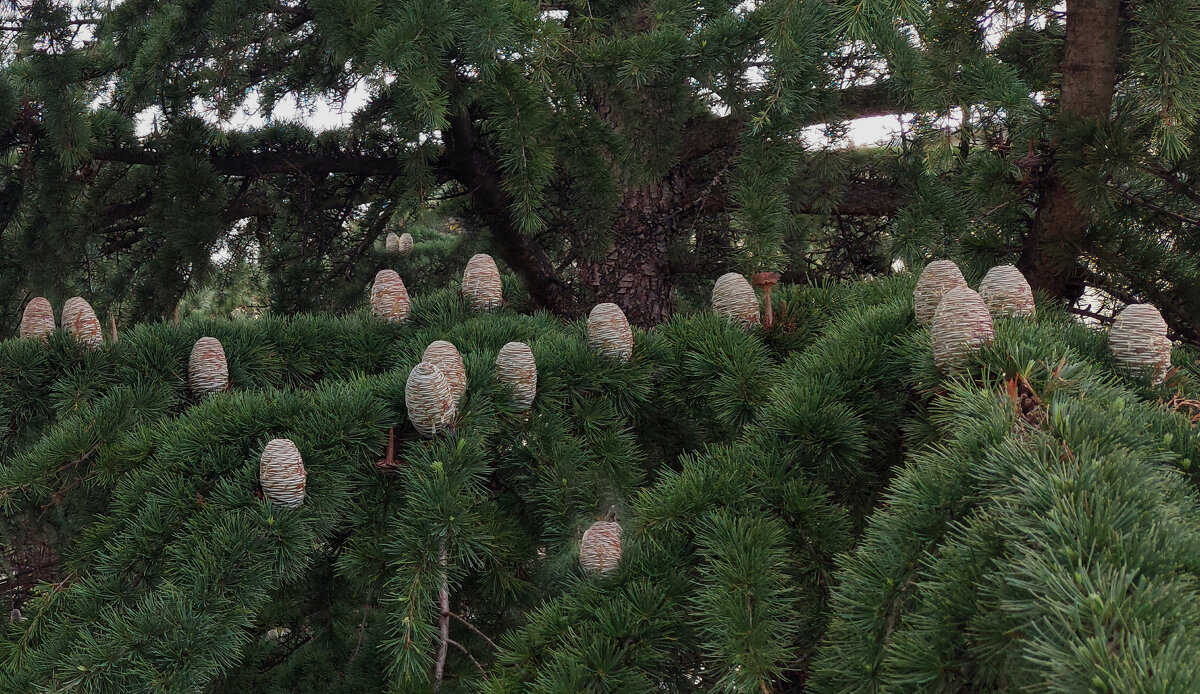 Кедр ливадийский - ИРЭН@ .