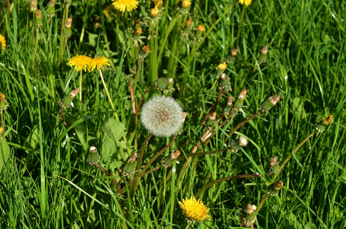 Одуванчики - Oleg4618 Шутченко