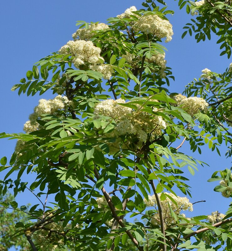 Рябина обыкновенная - Oleg4618 Шутченко Рябина обыкновенная - Oleg4618 Шутченко