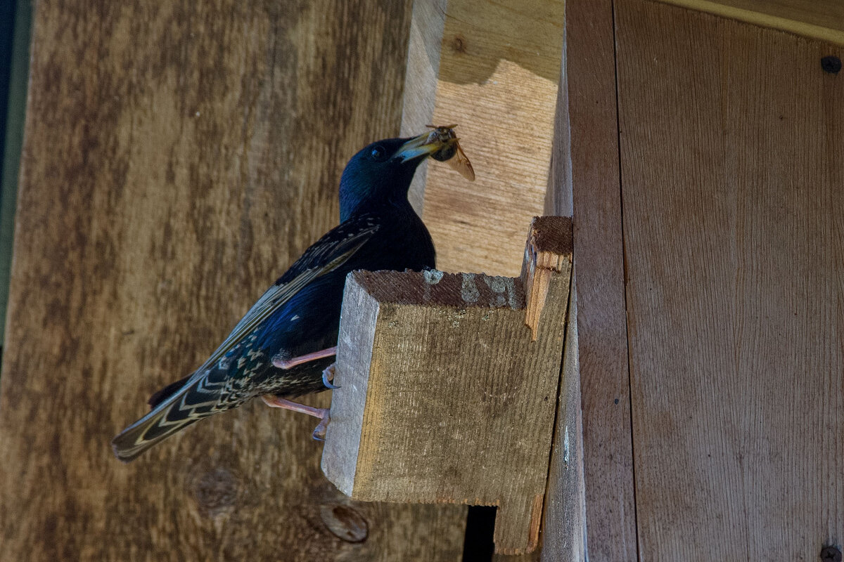 Обед - Руслан Веселов