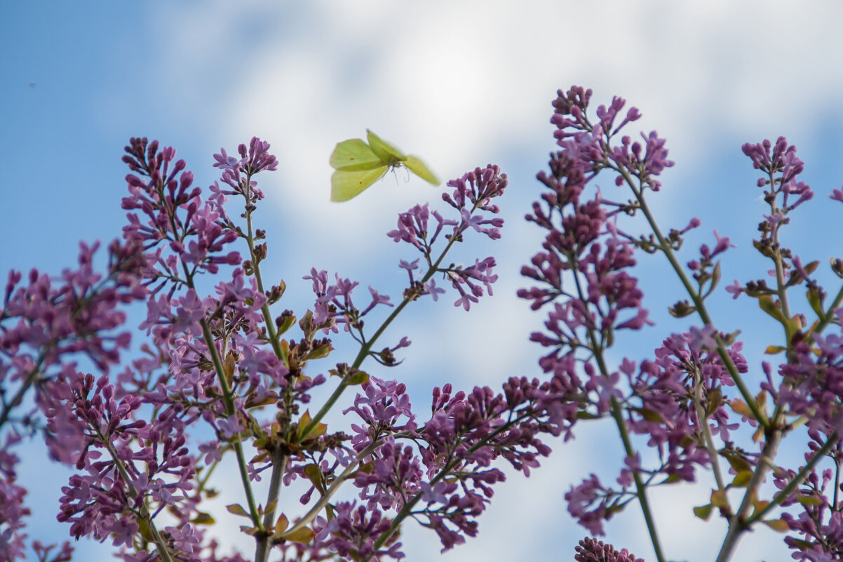 Полёт - Руслан Веселов