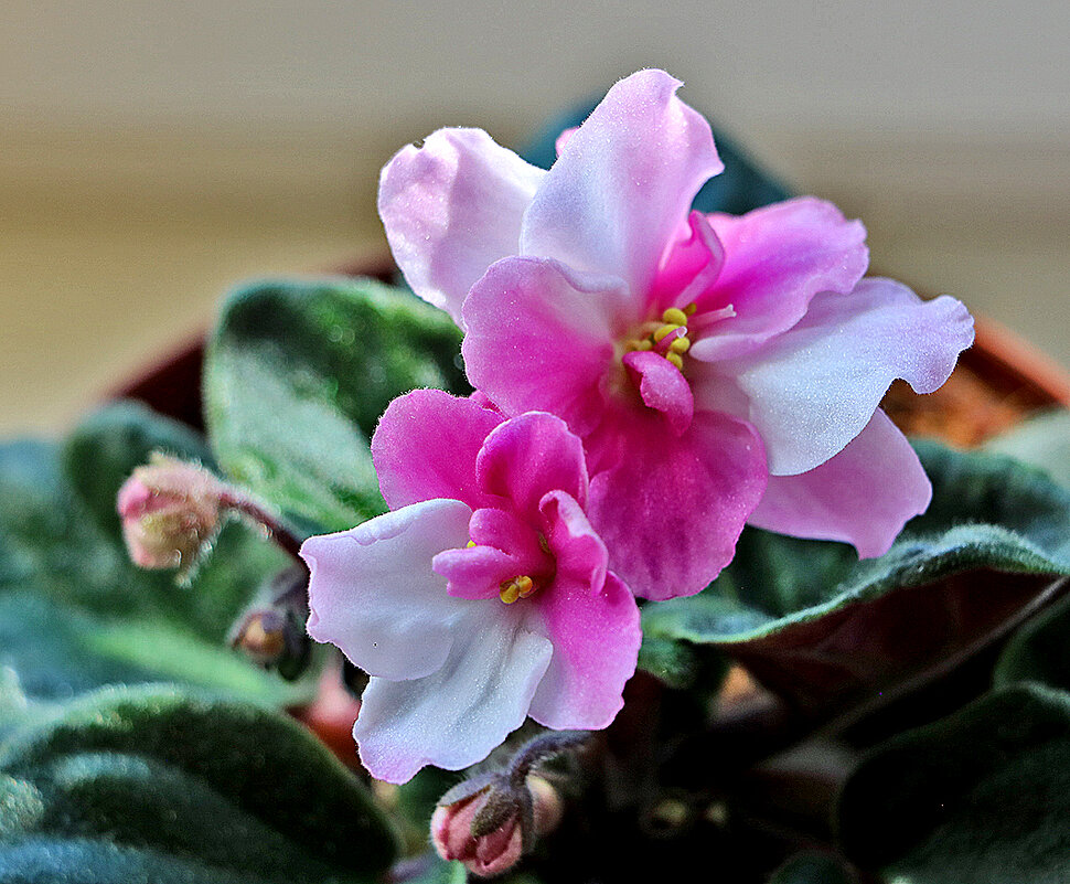 Бело-розовая красавица цветёт на окне - Светлана Бело-розовая красавица цветёт на окне - Светлана