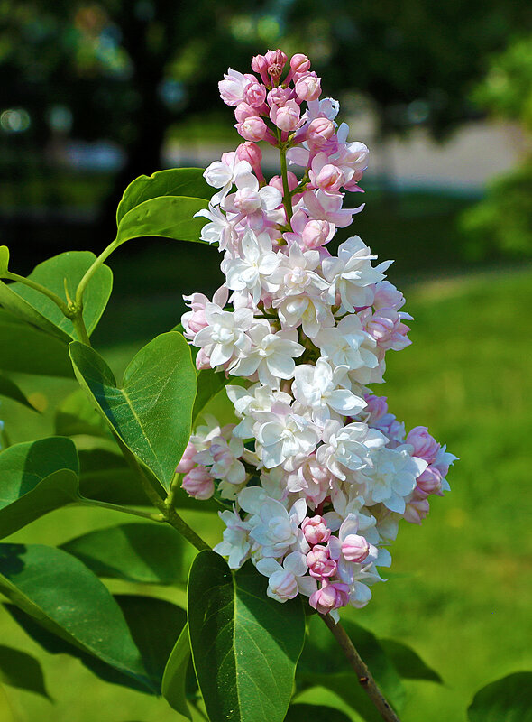 Сирень Огни Москвы - уже расцвела! - Светлана 