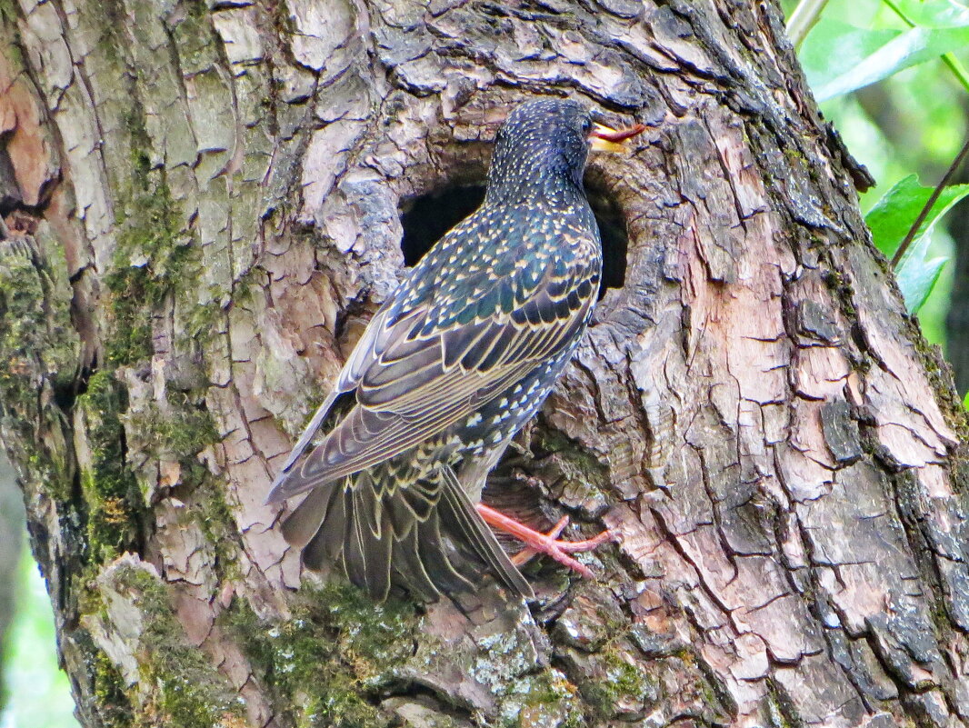 В дупло - в порядке очереди - Александр Чеботарь В дупло - в порядке очереди - Александр Чеботарь