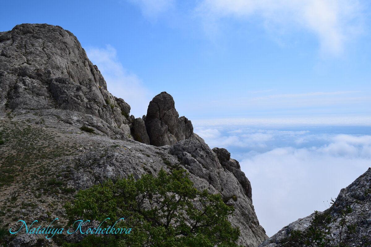 Природа Крыма - Amazing Cosmea Природа Крыма - Amazing Cosmea