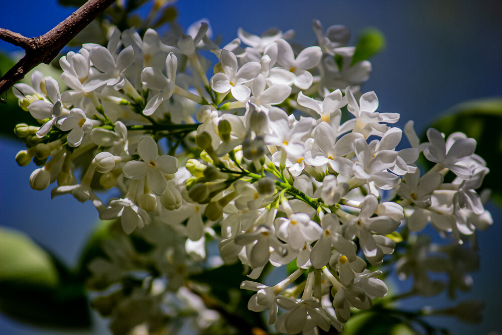 Белая сирень - Светлана SvetNika17 Белая сирень - Светлана SvetNika17