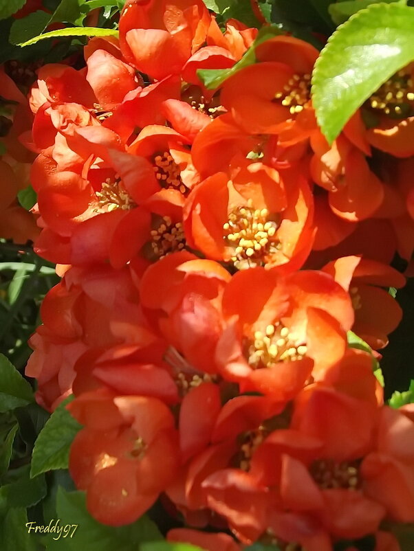 Японская айва - Freddy 97 Японская айва - Freddy 97