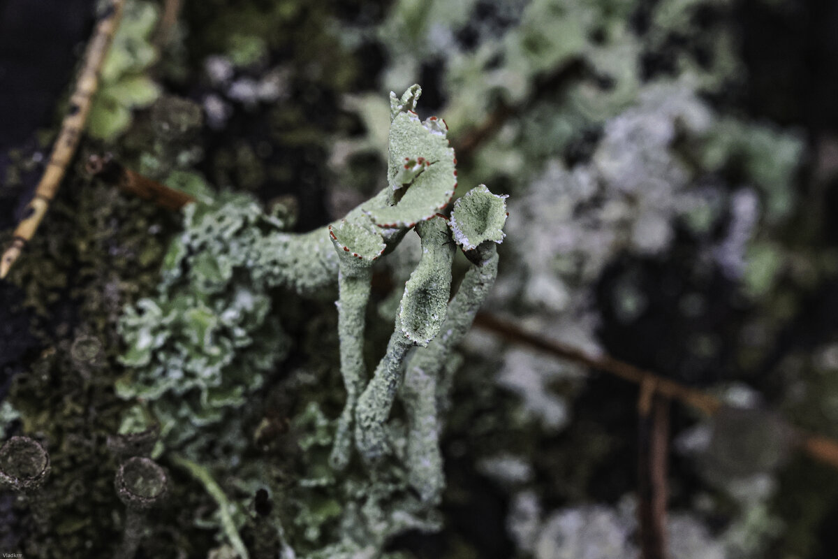 грибы - Vlad Krrr грибы - Vlad Krrr