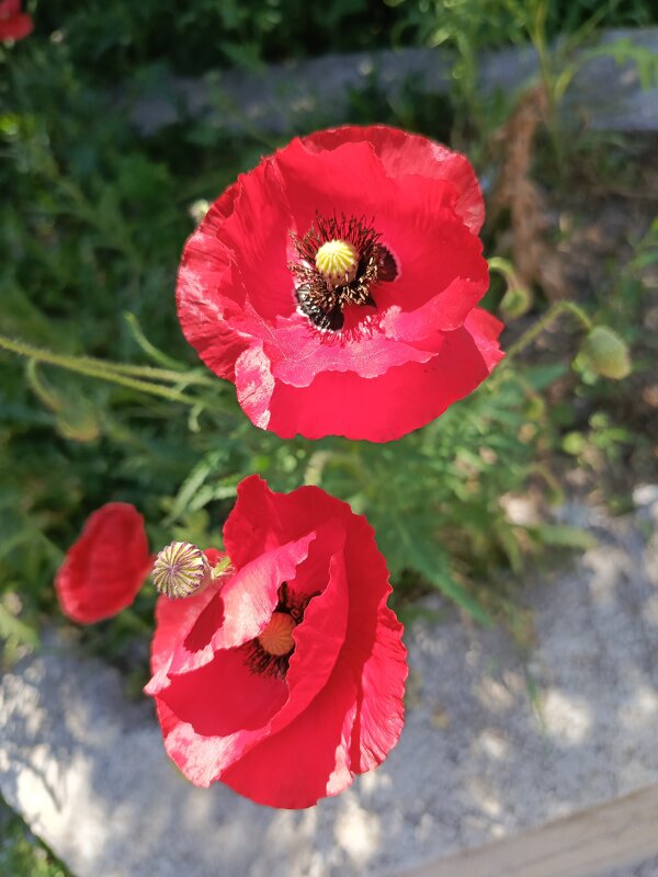 Маки - Татьяна Пальчикова