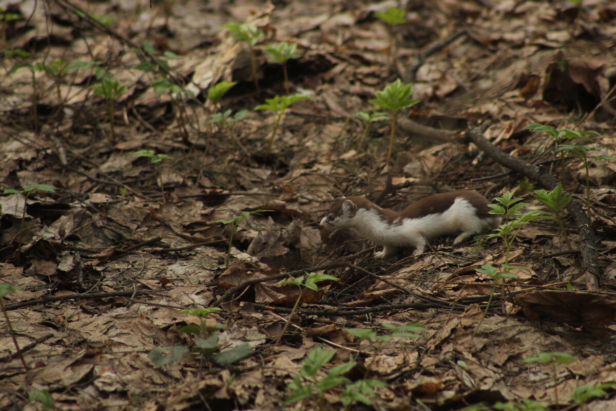 Ласка выследила добычу - Илья Ласка выследила добычу - Илья
