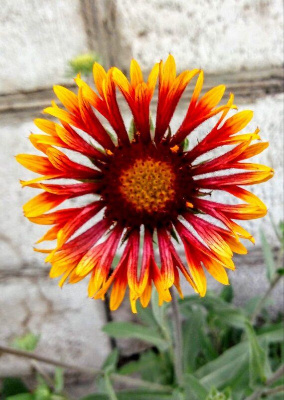 Солнышко - Татьяна Пальчикова