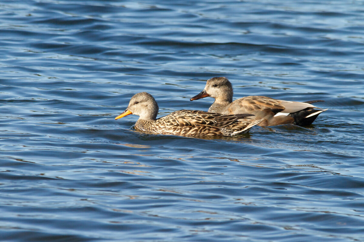 Серая кряква - Yuri Chudnovetz