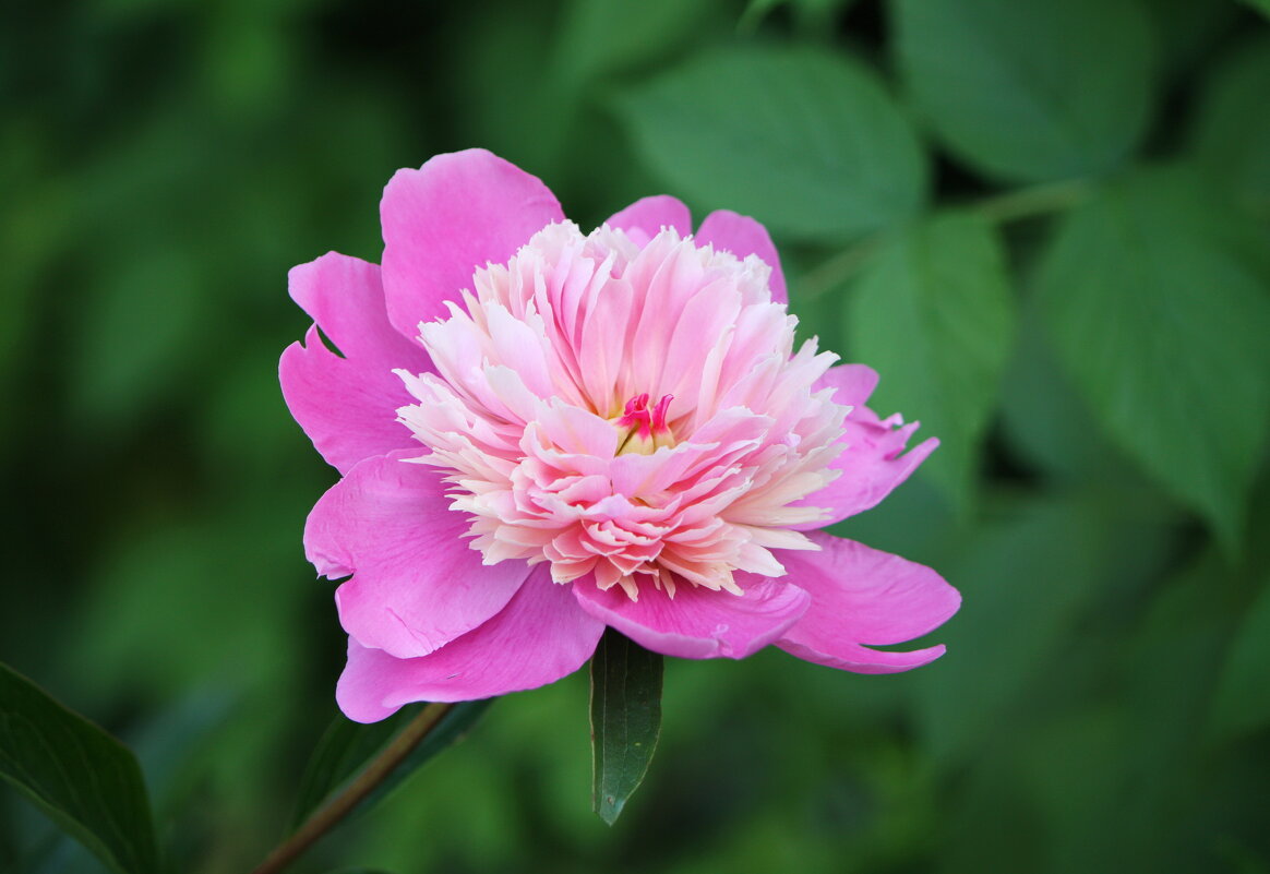 Майский пион... - Константин Штарк Майский пион... - Константин Штарк